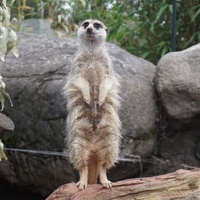 Melbourne Zoo, Мельбурн
