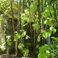 Music & Kunstverein, Гисен