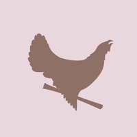 Гнездо глухаря, Санкт-Петербург