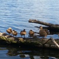 M.S. STRALAU, Берлин