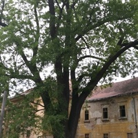 Zámocký Park, Середь