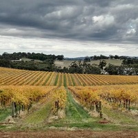 Сеппелтсфилд