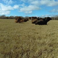 Янтис, Техас