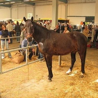 Pferdemarkt, Линген