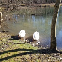 Château de Moncel, Жарни