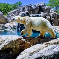 ABQ BioPark - Zoo, Альбукерке, Нью-Мексико