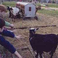 Forty Hall Farm, Энфилд