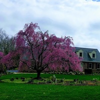 Гленмур, Пенсильвания