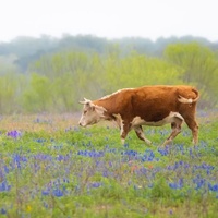 Потит, Техас