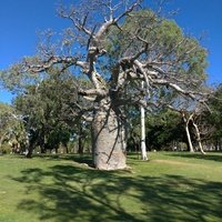 Celebrity Tree Park, Кунунарра